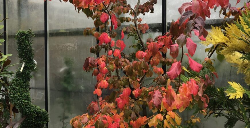 Le parrotia persica est un petit arbre vigoureux au feuillage lumineux en automne.